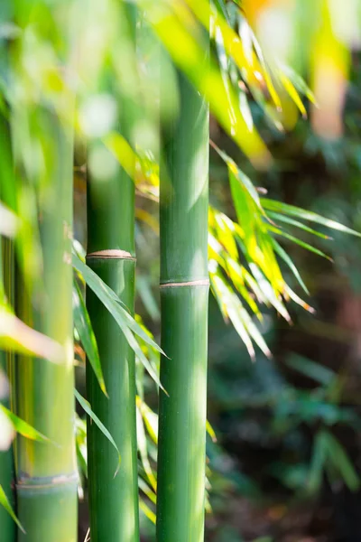 the bamboo forest