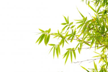 bambu yaprakları üzerine beyaz