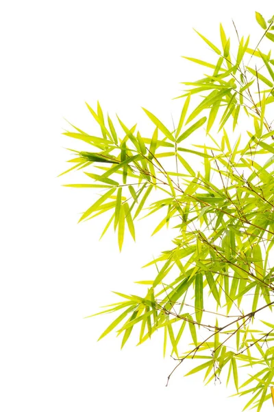 Bamboo leaves on white Royalty Free Stock Images