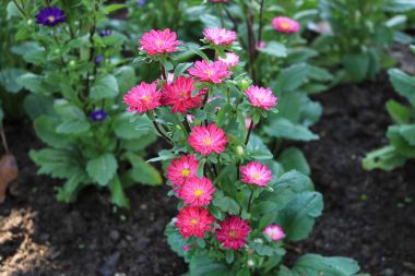 Pembe Çin Aster bahçede