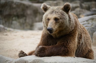 Boz ayı Hayvanat Bahçesi büyük bir gri taş oturur