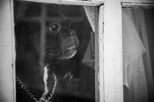 A French bulldog dog waits or meets the hosts and looks through the window. Black and white photography.