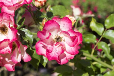 Güneşli pembe bahçe gül tam Bloom