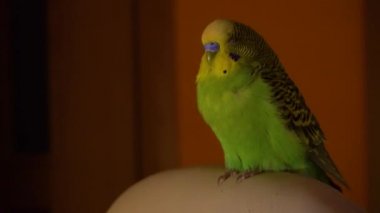 Akşam evde yeşil bir Budgerigar erkeği bir sandalyede oturuyor..