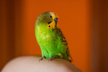 Akşam evde yeşil bir Budgerigar erkeği bir sandalyede oturur. Yeşil Budgerigar, turuncu arka plandaki apartmanda beyaz koltukta..