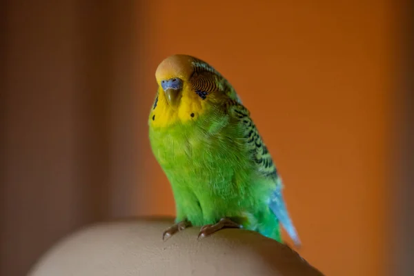 Mâle Budgerigar Vert Dort Sur Une Chaise Dans Maison Soir — Photo