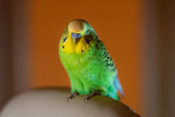 Macho Budgerigar Verde Duerme Una Silla Casa Por Noche Budgerigar — Foto de Stock