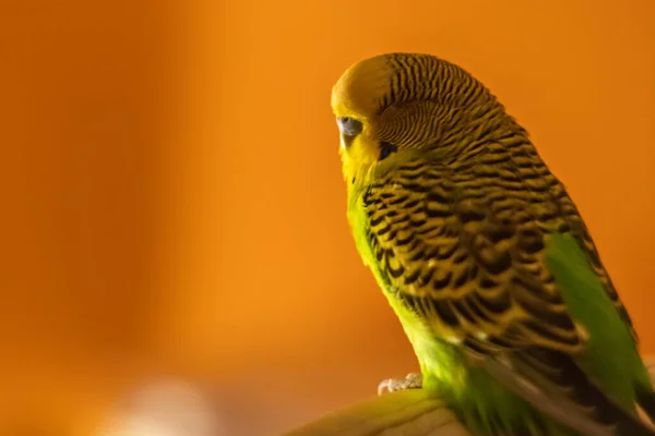 Close Homem Budgerigar Interior Casa Noite Contra Fundo Parede Laranja — Fotografia de Stock