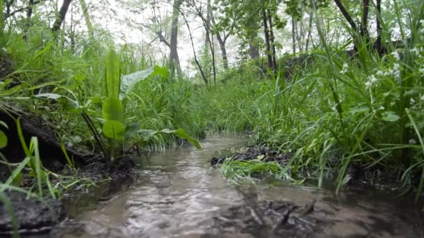 Mały Strumień Utworzony Podczas Deszczu Lesie Zbliżenie — Wideo stockowe