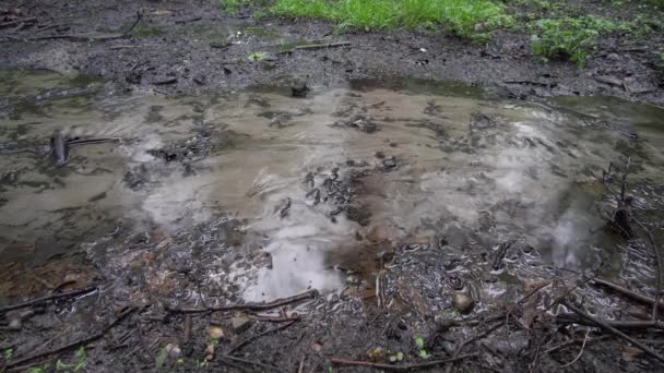 Mały Strumień Utworzony Podczas Deszczu Lesie Zbliżenie — Wideo stockowe