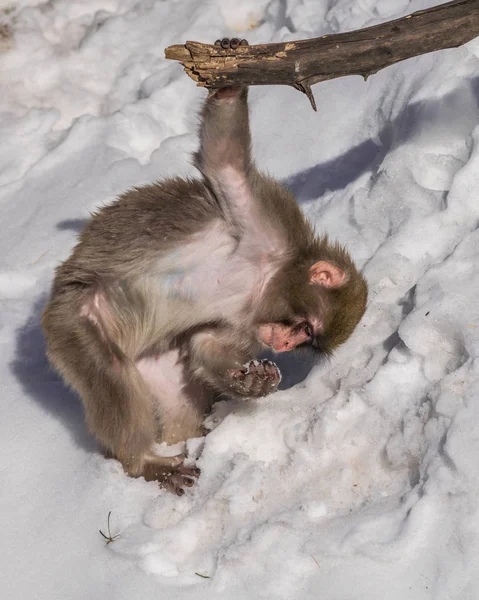Νέοι Ιαπωνική Macaque Παίζει Χιόνι — Φωτογραφία Αρχείου