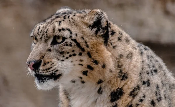 Schneeleopardengesicht Panthera Uncia Blickt Nach Links — Stockfoto