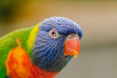  coconut lorikeet, (Trichoglossus haematodus), head portrait clipart