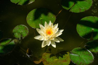 Beyaz nilüferler (Nymphaea Chromatella), yaz mevsiminde öğleden sonra güneş ışığıyla çiçek açarlar.