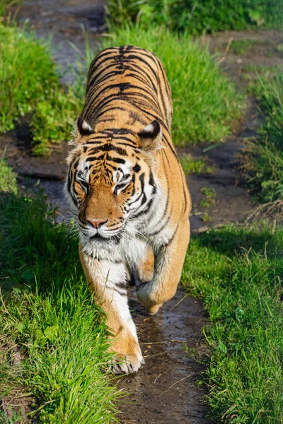 Σιβηρική Τίγρης Panthera Tigris Altaica Περπατώντας Κατά Μήκος Ενός Χωματόδρομου — Φωτογραφία Αρχείου