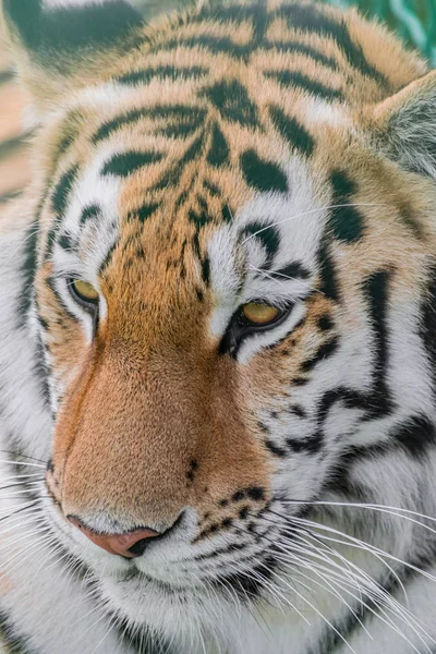 Sibirischer Tiger Panthera Tigris Altaica Kopfporträt — Stockfoto