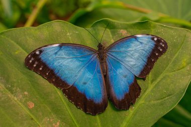 Mavi Morpho Peleides Kelebeği, yeşil bir yaprağın üzerinde, yeşil orman bitki örtüsü arka planında dinleniyor.