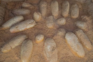 Moskova, Rusya; Nisan 12018: Fosilleşmiş Protoceratops dinozor yumurtaları Moğolistan 'da bulundu ve Moskova' da ortaya çıkarıldı