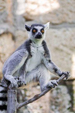 Halka kuyruklu lemur, (lemur catta), kayalık arka planda, ağaç dalları üzerinde oturan
