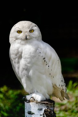 Erkek karlı baykuş (Bubo scandiacus) tahta bir kütüğün üzerinde oturuyor ve sana bakıyor, güneş ışığı ve karanlık arka planla