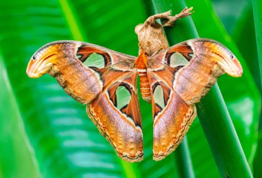 Atlas güvesi, (Attacus atlas), yeşil bitki örtüsü arka planına sahip yeşil bir yaprak üzerinde kozadan çıkar.