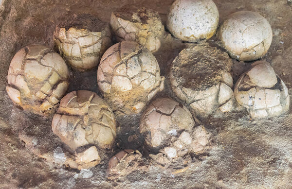 Moscow, Russia; April 1 2018: Fossilized  duck-billed dinosaur eggs (Hadrosaurids), exposed in Moscow