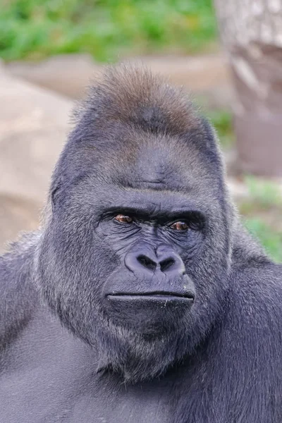 Macho Adulto Western Lowland Gorilla Gorila Gorila Gorila Retrato Facial — Fotografia de Stock