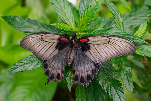 Mujer Papilio Memnon Gran Mariposa Mormona Con Las Alas Abiertas —  Fotos de Stock