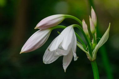 Crinum moorei çiçekleri yakın görünüm, koyu bahçe arka planı