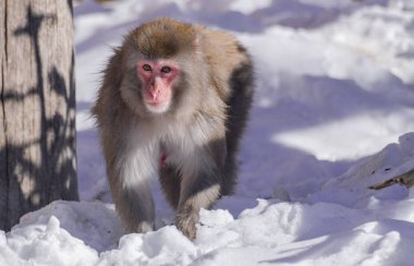 Japon dişi makağı (Macaca fuscata), güneş ışığıyla karda yürüyor.