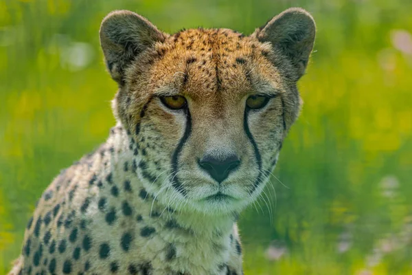 Gepard Acinonyx Jubatus Kopfporträt Mit Grünem Vegetationshintergrund — Stockfoto