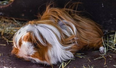 domestic guinea pig (Cavia porcellus), with white brown long hair, resting on sand surface clipart