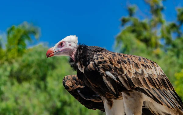 White Headed Vulture Trigonoceps Occipitalis Sunlight Green Vegetation Blue Sky — Stock Photo, Image