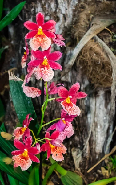 具有丛林背景的Cambria Burregeara Nelly Islery Orchid Oncidium Hybrid Orchid — 图库照片