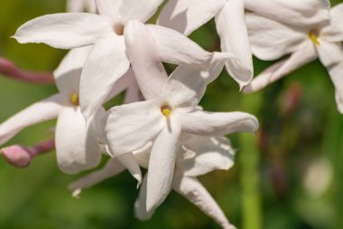 Yasemin çiçeği (Jasminum officinale), yeşil yaprakları arka plan ile çiçeklenme