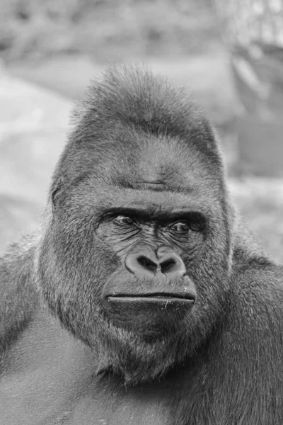 Black and white picture of an adult male of Western Lowland Gorilla, (gorilla gorilla gorilla) face portrait