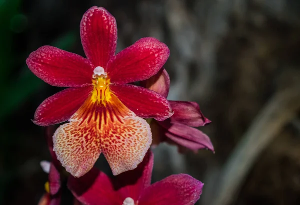 Cambria Burregeara Nelly Adası Orkidesi Oncidium Melez Orkidesi Orman Arka — Stok fotoğraf