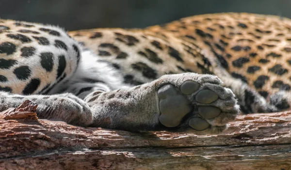 Πόδι Λεοπάρδαλης Panthera Pardus Ξύλινο Κορμό Φόντο Σώμα — Φωτογραφία Αρχείου