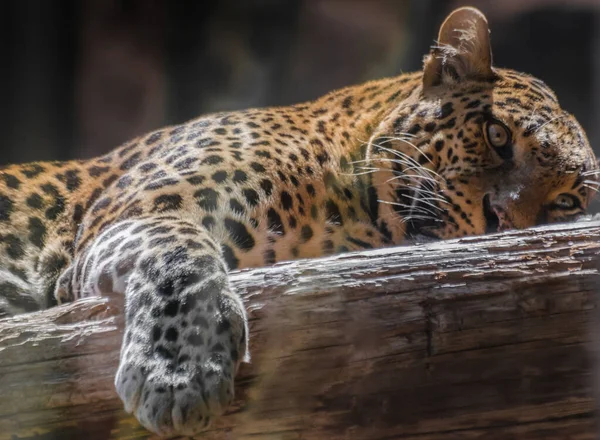 Λεοπάρδαλη Panthera Pardus Ακουμπισμένη Ξύλινο Κορμό — Φωτογραφία Αρχείου