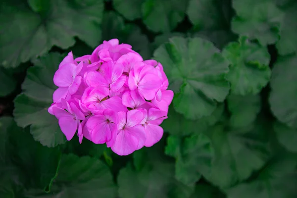 Flor Gerânio Rosa Florescendo Com Fundo Folhas Verdes — Fotografia de Stock