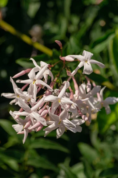 Jasmin Blomma Jasminum Officinale Blommande Med Gröna Löv Bakgrund — Stockfoto