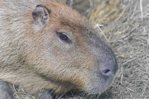 Retrato Facial Capibara Hydrochoerus Hydrochaeris — Foto de Stock