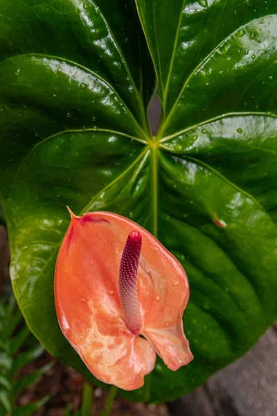 Rode Anthurium Bloem Bloeien Met Groene Blad Achtergrond — Stockfoto