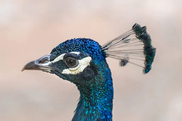 Hint Peafowl Pavo Kristali Baş Portresi — Stok fotoğraf