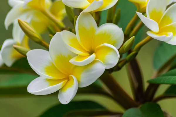 Plumeria Rubra Flores Floreciendo Con Hojas Verdes —  Fotos de Stock