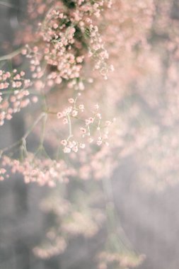 Arkaplan çiçeği desen dekorasyonu duvarda