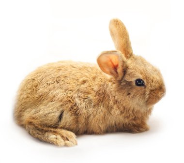 Beyaz arka planda izole edilmiş sevimli yavru kahverengi tavşan.