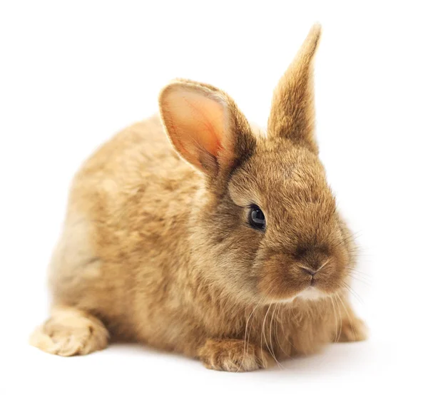 Cute Young Baby Brown Rabbit Isolated White Background — Stock Photo, Image