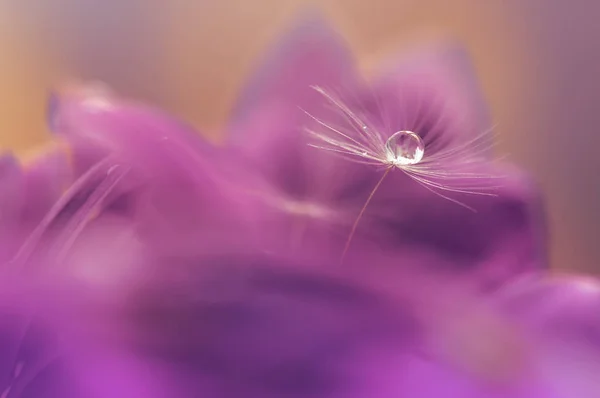 Macro of a dandelion. Dandelion with a drop of water in a purple flower. Selective focus.