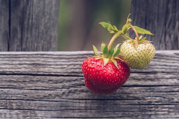 Red and white strawberries on the fence. Strawberries in the open air. Beautiful photo with the berries